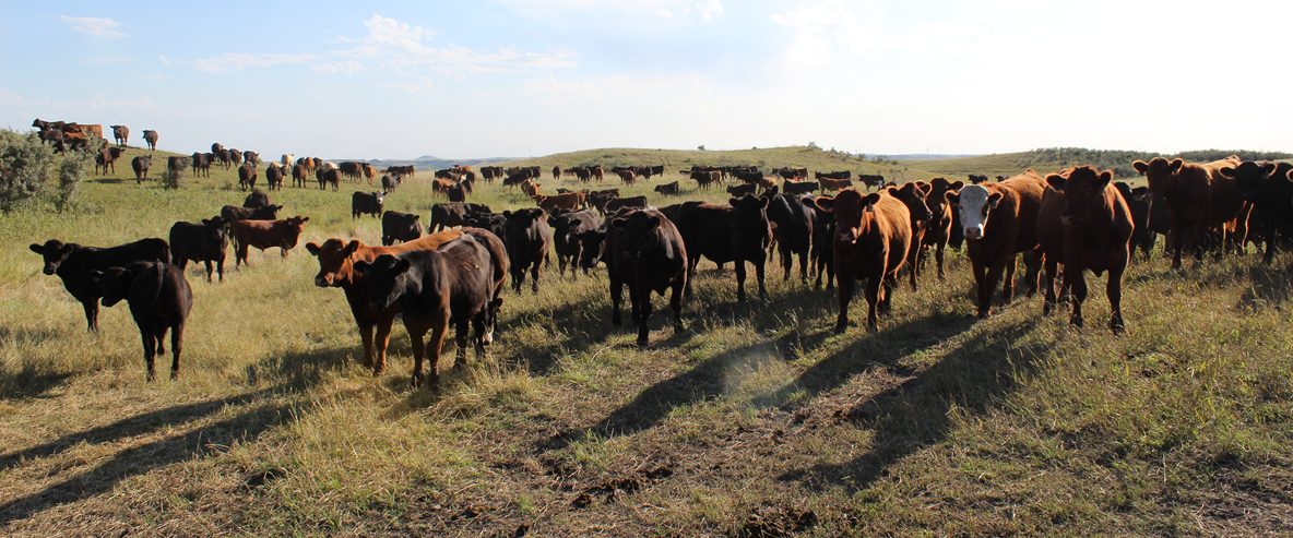 Price-summer cattle